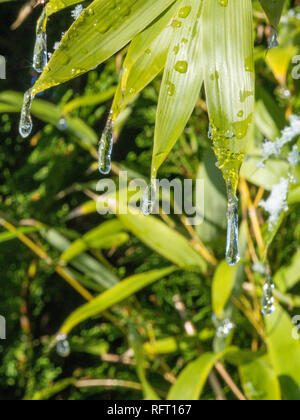 Les gouttelettes d'eau givrée sur feuilles vertes Banque D'Images