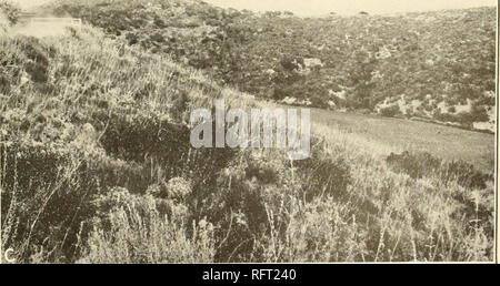 . Carnegie Institution of Washington publication. . A. de contact avec de l'armoise armoise côtières du bassin et de chaparral, Campo, en Californie. Artemisia B californica, Salvia mellifera et Eriogonum fasdculatum association, Elseneur, Californie. C. Avec Adenotsioma armoise côtières dans les ravins, Temecula, Californie.. Veuillez noter que ces images sont extraites de la page numérisée des images qui peuvent avoir été retouchées numériquement pour plus de lisibilité - coloration et l'aspect de ces illustrations ne peut pas parfaitement ressembler à l'œuvre originale.. Carnegie Institution de Washington. Washington, Carnegie Instit Banque D'Images