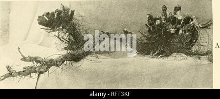 . Carnegie Institution of Washington publication. WEAVER. '^^^â i.^ ^2 r --^M :^^-J :-^»^^^^^ B'' ? %-^^' V'- '^.rJv,''''-^-'"^''''/ B. Veuillez noter que ces images sont extraites de la page numérisée des images qui peuvent avoir été retouchées numériquement pour plus de lisibilité - coloration et l'aspect de ces illustrations ne peut pas parfaitement ressembler à l'œuvre originale.. Carnegie Institution de Washington. Washington, Carnegie Institution of Washington Banque D'Images