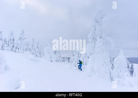 Randonneur sur raquettes entre les arbres gelés près de Pyha en Laponie, Finlande Banque D'Images