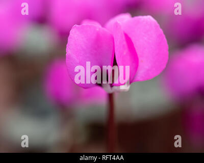Un gros plan d'une simple fleur de Cyclamen avec du flou en arrière-plan des fleurs de Cyclamen Banque D'Images