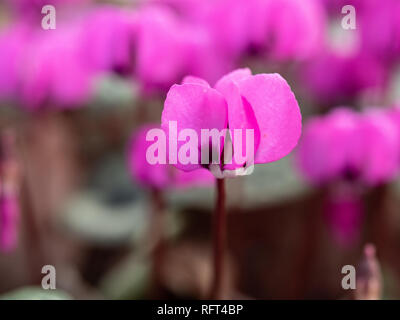Un gros plan d'une simple fleur de Cyclamen avec du flou en arrière-plan des fleurs de Cyclamen Banque D'Images