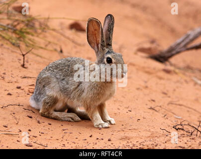 Un désert Nuttall (Sylvilagus audubonii) assis dans le sable à Arches National Park, Utah. Banque D'Images