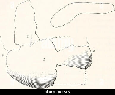 . Carnegie Institution of Washington publication. 214 tortues FOSSILES D'AMÉRIQUE DU NORD. périphérique des os ; mais il a aussi expresc doute que ces os peuvent ne pas plutôt appartenir à l'arrière de la carapace. Parmi les os dans le lot mentionné, il n'a aucun qui puisse être reconnue comme un os appartenant à la ligne médiane. Les fragments sont trouvés qui, lorsqu'ils sont installés ensemble, fournir fig. 271. L'os markt par I est certainement celui appelé par composer le premier marginal. Il semble impossible de déterminer exactement où il appartenait. Il est, pour diverses raisons, improbable qu'il appartenait à l'avant. Par conséquent, en supposant que le Co Banque D'Images