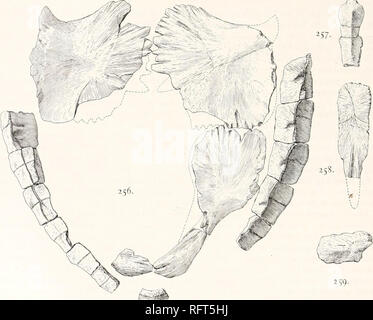 . Carnegie Institution of Washington publication. 200 tortues FOSSILES D'AMÉRIQUE DU NORD. collection ou du collecteur. Il n'y a pas de doute, cependant, que le spécimen a été obtenu à partir du dépôt de Niobrara du Kansas. Il est composé (fig. 256) de la plus grande partie du plastron, 12 périphériques, 2 ou 3, et des portions de neurals costal 2 plaques. Avec ce sont quelques autres os qui sont soit indéterminées ou qu'ils relèvent de la douteuse spécimen. Le hyoplastra hypoplastra et très proches de celles de Protostega gigas. Les deux de ces os qui se trouvent sur le même côté étaient apparemment u Banque D'Images