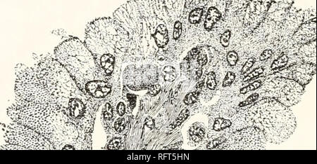 . Carnegie Institution of Washington publication. 26 LE VENIN DE HELODERMA. enfin devenir la sécrétion typique de granulés. Ce dernier, lorsqu'il est complètement formé, est détachée du endoplasmique et viennent à se trouver dans les vacuoles. Certaines cellules de la fig. 10 Voir les premières étapes dans la formation des granules. En aucun cas je n'ai vu aucune trace de structures distinctes filar dans les cellules, telles que décrites par d'un certain nombre d'auteurs dans les cellules glandulaires de la parotide, le pancréas, etc. dans le processus de sécrétion la membrane interne, face à la lumière des tubules, éclate, et la sécrétion est extrudé. Banque D'Images