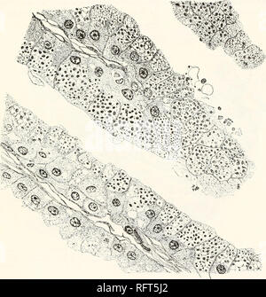 . Carnegie Institution of Washington publication. Anatomie de la glande d'HELODERMA. 25 montre ce que j'interprète comme une structure alvéolaire ou de mousse, les vacuoles claires d'espaces ou d'être assez grandes et visibles, avec seulement très fins brins de cytoplasme qui les sépare. Dans ces vacuoles se trouvent les granulés entièrement formés, en général, un seul moyen pour chaque vacuole. Les granulés, comme ceux de glandes séreuses en général, se caractérisent par leur grande taille, forme définie, et l'avidité avec laquelle ils absorbent les taches telles que le fer et l'hématoxyline violet de gentiane. Dans certains cas, les cellules sont tellement nume Banque D'Images