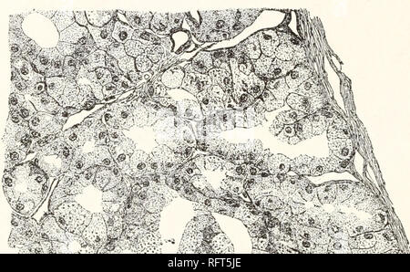 . Carnegie Institution of Washington publication. 24 LE VENIN DE HELODERMA. Dans la partie centrale de l'épithélium est conduit d'une couche de cellules d'épaisseur et est jetée dans une série de petites ondulations. Les cellules sont en forme et en colonnes, comme Holm avis importants, sont de dimensions légèrement plus petites que les cellules des tubules intralobular. Selon Holm, il n'y a pas de la granulation dans leur protoplasme, mais ce n'est pas strictement vrai, jugement, au moins, de certains de mes préparatifs-préparations qui, dans d'autres domaines sont parfaitement satisfaisants, et donc probablement fiables en ce qui concerne ce point également. Ces préparations s Banque D'Images