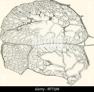 . Carnegie Institution of Washington publication. Anatomie de la glande d'HELODERMA. 23 Dans ses genres, ! Chaque lobe de la structure peut être décrite comme un composé de glande tubulaire. L'axe de la glande est formé par la lumière de la commune la collecte et les conduits excréteurs. À partir de cette lumière à tous les niveaux sont émis de nombreux petits tubules séminifères, les intralobular, qui, à plusieurs reprises de branchement, rayonnent vers la périphérie de la contenant pour former le lobule acini terminal. Du point de vue topographique il n'y a pas de nette distinction entre le terminal et les tubules intralobular acini ; tous les deux sont parfaitement con Banque D'Images