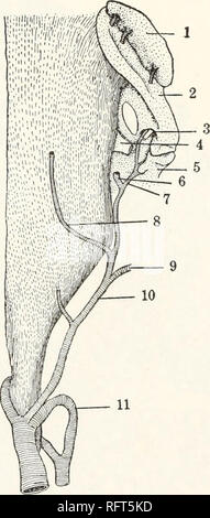 . Carnegie Institution of Washington publication. Anatomie de la glande d'HELODERMA. 21 qu'elles appliquent à toutes les parties de l'organe. La plupart des feuilles de sang la glande par un navire qui s'étend sur toute sa bord ventral. Les relations de ce navire sont essentiellement ceux de la veine sous mentonnier de mammifères. À sa fin, elle entraver est rejoint par la veine labiale inférieure. Le tronc commun ainsi formée est la veine faciale. C'est poursuit en arrière sur les côtés du visage, enfin se joindre à la veine jugulaire interne. Près de son extrémité antérieure la veine sous mentonnier dégage une veine plus petites courbes qui m Banque D'Images