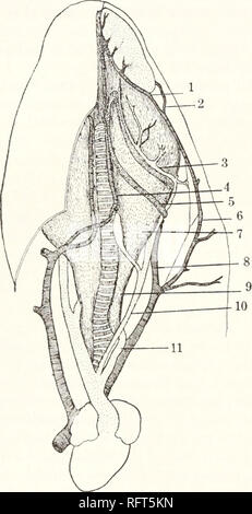 . Carnegie Institution of Washington publication. 20 Le venin de parabole avec l'HELODERMA. sous-maxillaires de mammifères, comme c'est souvent affirmé dans le texte- livres. Ce dernier s'ouvre de la glande par son air sur le plancher de la cavité orale mésial de la mâchoire inférieure, alors que les canaux de la glande à venin de Heloderma ouvert à la face externe de l'aw et j en association étroite avec les lèvres. À partir de la position relative et la structure composite de la glande, je suis d'accord avec le professeur Stewart en le considérant comme l'hypertrophie de la représentante de l'sublabial de glandes d'autres reptiles et mammifères.. Fig. Banque D'Images