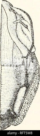 . Carnegie Institution of Washington publication. A. ANATOMIE DE LA GLANDE D'HELODERMA.1 Par Henry Fox. Anatomie de la glande à venin. L'anatomie de la glande a été étudié dans les deux espèces communes (Hcloderma suspectum) et le moins familier sous forme mexicaine (Heloderma horridum) ; un nombre considérable de l'ancienne et l'une des dernières espèces étaient disponibles. En ce qui concerne ce matériau, il a montré que la structure générale et les relations de la glande étaient similaires dans les deux speciesâa résultat qui est en contradiction avec la déclaration de M. Stewart (Proc. Zool. Afin Banque D'Images