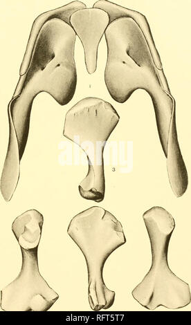 . Carnegie Institution of Washington publication. Cas AMPHIBIA ET POISSONS. uy Cacops aspidep/NEI. N° 647 L'niv. de Cliic'aj;i ; 1. Ceinture pectorale, la surface supérieure. 2. L'humérus gauche, côté intérieur. 3. Le même, l'extension .côté. 4. La même, vue antérieure. 5. La même, vue postérieure. Tous les chiffres après Williston.. Veuillez noter que ces images sont extraites de la page numérisée des images qui peuvent avoir été retouchées numériquement pour plus de lisibilité - coloration et l'aspect de ces illustrations ne peut pas parfaitement ressembler à l'œuvre originale.. Carnegie Institution de Washington. Washington, Carnegie Institution de Banque D'Images