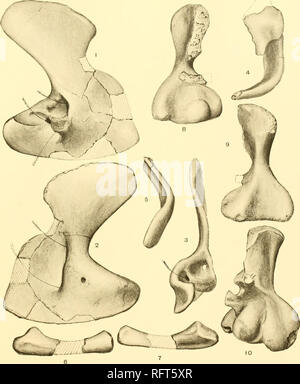 . Carnegie Institution of Washington publication. Cas AMPHIBIA ET POISSONS. Trematops milleri. N° 640 Univ. de Chicago. X 29,95 5. Tous les chiffres après Williston. 1. L'omoplate droite-corocoid, surface extérieure. 6. Cubitus gauche, surface interne. 2. Le même, la surface intérieure. 7. Le même, la surface extérieure. 3. La même, bord postérieur. 8. L'humérus gauche, vue antérieure. 4. Interclavicle et clavicule droite de 9. La même, vue postérieure. ci-dessus. 10- humérus droit d'^^o/r), inséré pour 5. Clavicule droite, de l'arrière. comparaison.. Veuillez noter que ces images sont extraites de la page numérisée des images qui peuvent avoir été dig Banque D'Images