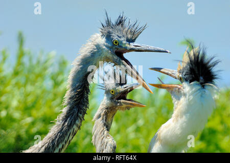 Jeune ou les jeunes hérons cendrés, Ardea cinerea, querelles, ou des combats à piailler nichent dans la réserve naturelle des zones humides Camargue Provence France Banque D'Images