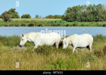 Paire ou deux chevaux blancs paissant sur des rives du lac Etang Vaccarès en Camargue Wetlands Provence France Banque D'Images