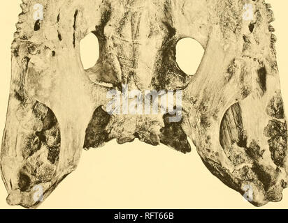 . Carnegie Institution of Washington publication. -"^,# 1. Eryops. mcgacephctlui N° 4188 Am. Mvis. X ^. La surface inférieure du crâne.. Veuillez noter que ces images sont extraites de la page numérisée des images qui peuvent avoir été retouchées numériquement pour plus de lisibilité - coloration et l'aspect de ces illustrations ne peut pas parfaitement ressembler à l'œuvre originale.. Carnegie Institution de Washington. Washington, Carnegie Institution of Washington Banque D'Images