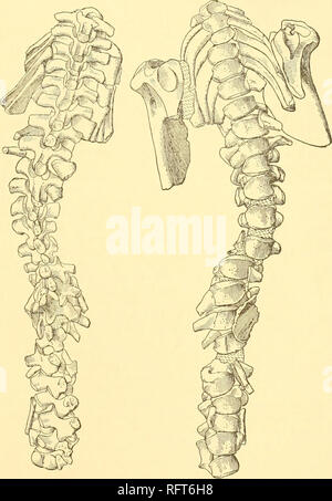 . Carnegie Institution of Washington publication. 105 RÉVISION MORPHOLOGIQUE l'os, comme dans Eryops, et se termine par un cotylus devenue de plus. Juste en dessous de cette importance, l'os est pénétré par un grand trou occipital. Sous la proéminence formée par la poursuite de le bord intérieur hes la hume- ral cotylus, mais il est très différent de celui des autres amphibiens. Ci-dessous. A B Fig. 35.-Acheloma cumminsi. N° 4205 Am. Mus. X f. A. Vue dorsale d'vertebne sans colonne de l'omoplate. B. vue ventrale de même, scapulje en position. l'importance est le fiat de l'Apophyse coracoïde et à proximité de l'a Banque D'Images