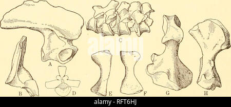 . Carnegie Institution of Washington publication. 104 AMPHIBIENS ET POISSONS DU PERMIEN DE L'activité EN AMÉRIQUE DU NORD. Les habitudes de la créature ne peut guère être mise en doute. La position supérieure des yeux et des narines montre qu'il était presque submergé jusqu'à ce qu'une proie s'dans l'extension, lorsqu'un coup précipiter sa bouche très ample est terminée en l'étendue de la proie d'ensevelissement. Le reste du spectacle coprolites poissons et amphibiens os (Neumeyer, 63). Parioxys ferricolus Anisodex imbricarius et faire face. Si peu est connu de ces formes que la discussion de leur morphologie doit attendre un avenir discoverie Banque D'Images
