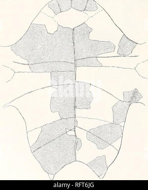 . Carnegie Institution of Washington publication. J'ai 10 tortues FOSSILES D'AMÉRIQUE DU NORD. Fractures vertébrales. La longueur. Largeur. 75 75 77 75 donc 9° 75 86 1 à l'avant-arrière largeur de la première costal est 64 mm. à l'extrémité proximale ; sa plus grande largeur est d'environ 90 mm. Sa longueur est estimée à 120 mm. Sur le côté inférieur, à l'extrémité distale, est une profonde excavation triangulaire, 40 mm. de long, pour le curage axillaire contrefort. De là un vaste ridge monte à la tête de la Côte-costal. En face de la crête, le long de son tiers proximal ou plus, est une autre crête, plus nette et plus importante, représentant la première côte. La cinquième Banque D'Images