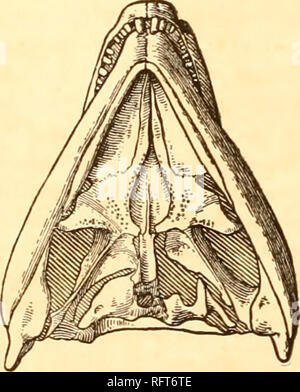 . Carnegie Institution of Washington publication. 96 UNE RÉVISION DES COTYLOSAURIA D AMÉRIQUE DU NORD, teriorly avec le quadratojugal ; elle recouvre le carré. Le quadratojugal se trouve sur le côté extérieur du carré et s'étend souvent jusqu'à l'arrière ; la partie qui s'étend derrière le carré s'articule avec le bord postérieur de l'prosquamosal. C'est exactement la relation de l'extérieur de la paire d'éléments postérieurs dans Captorhinns et les Pelycosauria. Si nous supposons que cet élément couvrant la partie postérieure et la surface extérieure de la quadrangulaire dans Captorhinus, Diadectes, et le pélycosaure Banque D'Images