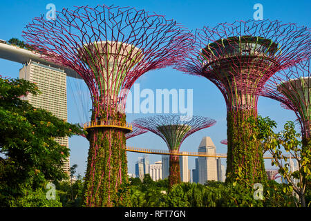 Supertree Grove, jardin par la baie, jardin botanique, Marina Bay, à Singapour, en Asie du Sud-Est, l'Asie Banque D'Images