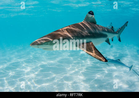 Les requins requin (Carcharhinus melanopterus) sillonnant les eaux peu profondes de Moorea, îles de la société, Polynésie Française, Pacifique Sud, du Pacifique Banque D'Images