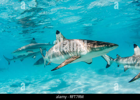 Les requins requin (Carcharhinus melanopterus) sillonnant les eaux peu profondes de Moorea, îles de la société, Polynésie Française, Pacifique Sud, du Pacifique Banque D'Images