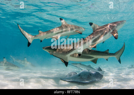 Les requins requin (Carcharhinus melanopterus) sillonnant les eaux peu profondes de Moorea, îles de la société, Polynésie Française, Pacifique Sud, du Pacifique Banque D'Images