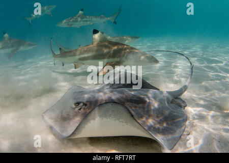 Les requins requin (Carcharhinus melanopterus) sillonnant les eaux peu profondes de Moorea, îles de la société, Polynésie Française, Pacifique Sud, du Pacifique Banque D'Images