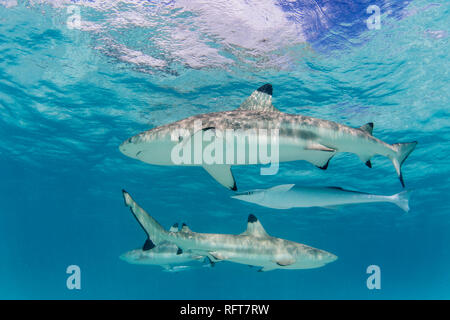 Les requins requin (Carcharhinus melanopterus), croisière sur les eaux peu profondes de Moorea, îles de la société, Polynésie Française, Pacifique Sud, du Pacifique Banque D'Images