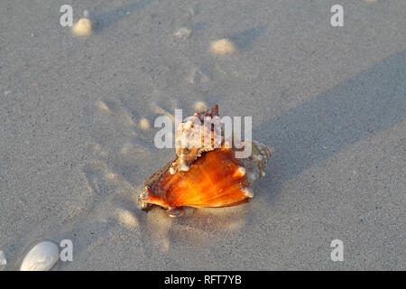 Apple abusifs (escargot murex Phyllonotus pomum) d'attaquer et de manger une conque lutte contre la Floride (Strombus alatus) à Lighthouse Beach sur l'île de Sanibel Banque D'Images