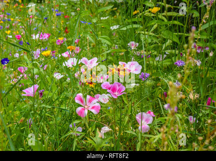 Pré sur le bord de la route avec beaucoup d'herbes hautes et de plus en plus sauvage de petites fleurs colorées. Banque D'Images