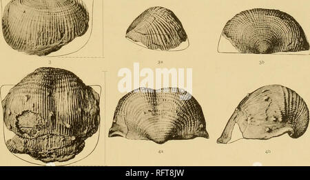 . Les formations carbonifères des faunes et du Colorado. La géologie, la paléontologie, la géologie, la stratigraphie, la paléontologie. Les FOSSILES du Carbonifère du Colorado. Le THt MERIDEN ORAVURE CO.. Veuillez noter que ces images sont extraites de la page numérisée des images qui peuvent avoir été retouchées numériquement pour plus de lisibilité - coloration et l'aspect de ces illustrations ne peut pas parfaitement ressembler à l'œuvre originale.. Girty, George Herbert, 1869-1939. Washington, Govt. imprimer. off. Banque D'Images