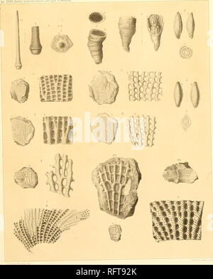 . Carbonformation und dyas au Nebraska. La géologie. XXXIII. OeiniU Carbonformation und Oyas, au Nebraska. Veuillez noter que ces images sont extraites de la page numérisée des images qui peuvent avoir été retouchées numériquement pour plus de lisibilité - coloration et l'aspect de ces illustrations ne peut pas parfaitement ressembler à l'œuvre originale.. Geinitz, Hanns Bruno, 1814-1900. E. Blochmann : Dresde Banque D'Images