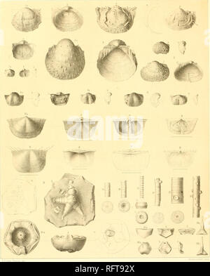 . Carbonformation und dyas au Nebraska. La géologie. VY/ ;/. 6einit2 CsirbonS rmsition,)und Jaa au Nebraska. Veuillez noter que ces images sont extraites de la page numérisée des images qui peuvent avoir été retouchées numériquement pour plus de lisibilité - coloration et l'aspect de ces illustrations ne peut pas parfaitement ressembler à l'œuvre originale.. Geinitz, Hanns Bruno, 1814-1900. E. Blochmann : Dresde Banque D'Images