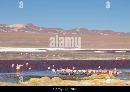 La Laguna Colorada flamants, la Bolivie. James. La faune andine. Lagon rouge Banque D'Images