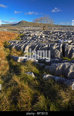 Ingleborough vu depuis le lapiez sur Twistleton cicatrice, Yorkshire Dales National Park, North Yorkshire, Angleterre, Royaume-Uni, Europe Banque D'Images