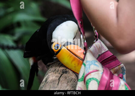 Tukan, einer der schönsten tropischen Vögel Banque D'Images