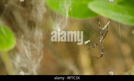 Spider web tropical sur la chasse d'insectes prédateurs. Le spider sur le web Banque D'Images