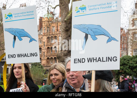 Londres, Royaume-Uni. 26 janvier, 2019. Protecteur de l'océan Carrie Symonds (c), petite amie de l'ancien ministre des Affaires étrangères, Boris Johnson, rejoint les partisans des droits des animaux se préparent à prendre part à la chasse au Japon : Pas de mars de Cavendish Square à l'ambassade du Japon à la suite de l'annonce du Japon qu'il se retirer de la Commission baleinière internationale (CBI) et reprendre la chasse commerciale à partir de juillet 2019. La marche a été organisée par le Comité de Londres pour l'abolition de la chasse à la baleine. Credit : Mark Kerrison/Alamy Live News Banque D'Images