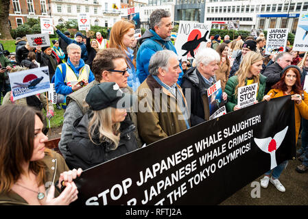 Londres, Royaume-Uni. 26 janvier 2019. Londres proteste contre la reprise prévue de la chasse à la baleine par le Japon.le gouvernement japonais a récemment fait marche arrière sur un accord international interdisant la chasse commerciale à la baleine. Les militants se rassemblent sur la place Cavendish pour la marche à l'ambassade du Japon. Haut-parleurs assemblés derrière la bannière, y compris Carrie Symonds et Stanley Johnson. Crédit : Stephen Bell/Alay Live News. Banque D'Images