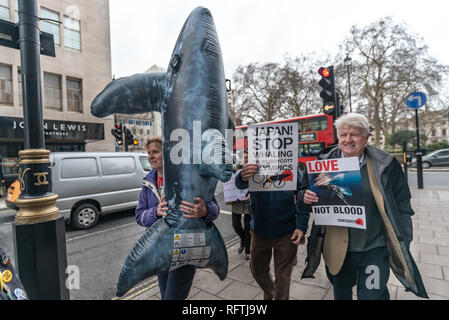 Londres, Royaume-Uni. 26 janvier 2019. Une grande baleine gonflable et Stanley Johnson sur le mars de Cavendish Square à l'ambassade du Japon s'opposant à la décision du gouvernement japonais de se retirer de la Commission baleinière internationale (CBI) et reprendre la chasse commerciale en juillet 2019. Cela pourrait se traduire par de nombreuses espèces de baleines en train de devenir sous la menace. Peter Marshall/Alamy Live News. Banque D'Images
