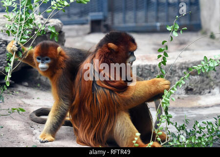 Beijing, Chine. 26 janvier, 2019. Golden snub-nosed monkeys 'Cheng Cheng' (R) et 'Yu Yu' sont vus à l'Chongqing Zoo de Chongqing, au sud-ouest de la Chine, 26 janvier 2019. Credit : Tang Yi/Xinhua/Alamy Live News Banque D'Images