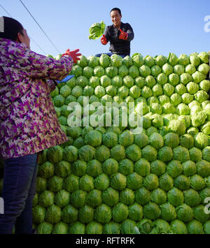 (190127) -- BEIJING, 27 janvier 2019 (Xinhua) -- Les villageois organiser des choux pour être vendu sur les marchés dans les grandes villes à Liying Village de Luannan comté, province de Hebei en Chine du nord, le 23 janvier 2019. La fête du printemps, qui tombe le 5 février cette année, est une importante occasion pour les réunions de famille et marque le début de la Nouvelle Année lunaire chinoise. C'est une tradition chinoise d'acheter des marchandises allant de la nourriture à l'électroménager pour célébrer le festival. Fournisseurs et vendeurs à travers le pays ont préparé beaucoup de produits pour répondre aux demandes d'achats au cours de l'appartement de folles dépenses. (Xinhua/Mu Banque D'Images