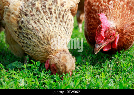 Deux poules de la volaille à pied sur l'herbe verte et luxuriante dans la cour de la ferme au printemps et peck Banque D'Images