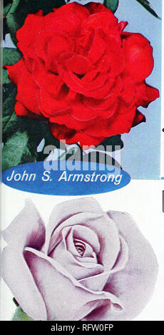 . Capitol city seeds : 1962. Pépinières (Horticulture) ; catalogues de bulbes (plantes) ; Catalogues Catalogues légumes ; outils de jardin ; Catalogues Catalogues de graines. Le 8£ST de l'H£W ROSiS Sturdy no 12-an. Plantes Field-Grown GRANDIFLORA JOHN S. ARMSTRONG $3.50 chaque THÉ HYBRIDE KING'S RANSOM S3.50 chaque Argent sterling hybrides de thé 3,00 $ chacun 5 meilleurs Floribundas Fire King. Le feu-rouge. S2.50 chacune ; 3 pour S6.r>0. Coupe d'or. Meilleur jaune. S2.00 chacune ; 3 pour S5.25. Mode d'Ivoire. Couleur blanc-crème. 2,00 $ chacun ; 3 pour $5.25. Petit chéri. Abricot et buff. 2,25 $ chacun ; 3 pour S6.00. Spartan. Orange. 2,00 $ chacun ; 3 pour $5.2 Banque D'Images