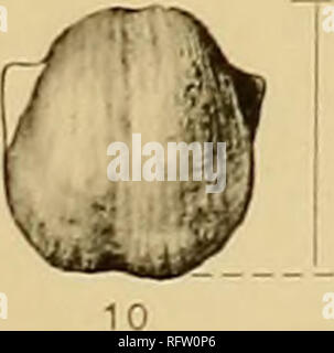 . Les formations carbonifères des faunes et du Colorado. La géologie, la paléontologie, la géologie, la stratigraphie, la paléontologie. go. 10b. Veuillez noter que ces images sont extraites de la page numérisée des images qui peuvent avoir été retouchées numériquement pour plus de lisibilité - coloration et l'aspect de ces illustrations ne peut pas parfaitement ressembler à l'œuvre originale.. Girty, George Herbert, 1869-1939. Washington, Govt. imprimer. off. Banque D'Images