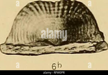 . Les formations carbonifères des faunes et du Colorado. La géologie, la paléontologie, la géologie, la stratigraphie, la paléontologie. Â Â &gt ; v,6a. c r â â ^. Veuillez noter que ces images sont extraites de la page numérisée des images qui peuvent avoir été retouchées numériquement pour plus de lisibilité - coloration et l'aspect de ces illustrations ne peut pas parfaitement ressembler à l'œuvre originale.. Girty, George Herbert, 1869-1939. Washington, Govt. imprimer. off. Banque D'Images