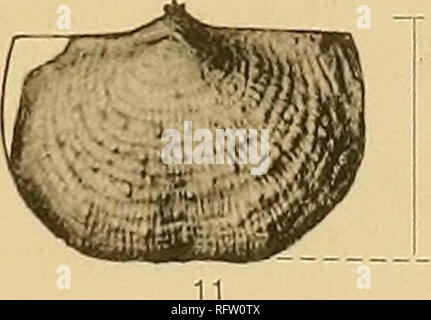 . Les formations carbonifères des faunes et du Colorado. La géologie, la paléontologie, la géologie, la stratigraphie, la paléontologie. fe -A. Les FOSSILES du Carbonifère du Colorado. Il MERIOEN QRAVURE - CO.. Veuillez noter que ces images sont extraites de la page numérisée des images qui peuvent avoir été retouchées numériquement pour plus de lisibilité - coloration et l'aspect de ces illustrations ne peut pas parfaitement ressembler à l'œuvre originale.. Girty, George Herbert, 1869-1939. Washington, Govt. imprimer. off. Banque D'Images